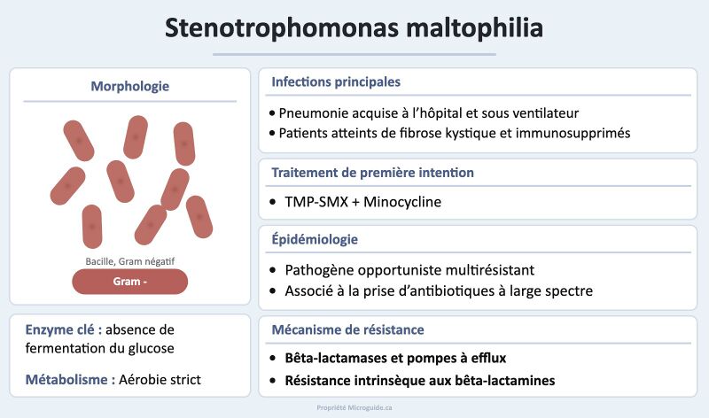 Fichier:Fiche - Stenotrophomonas maltophilia.jpg