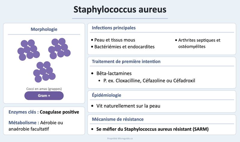 Fichier:Fiche - Staphylococcus aureus.jpg