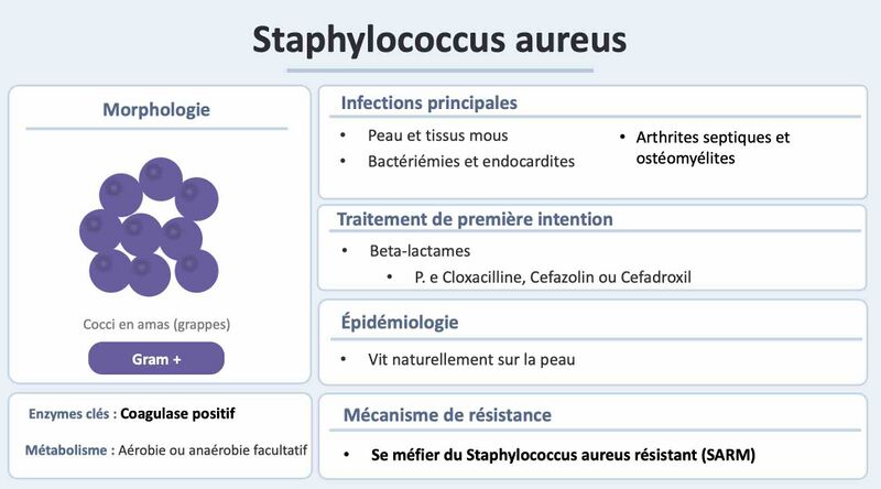 Fichier:Staph aureus officiel2.jpg