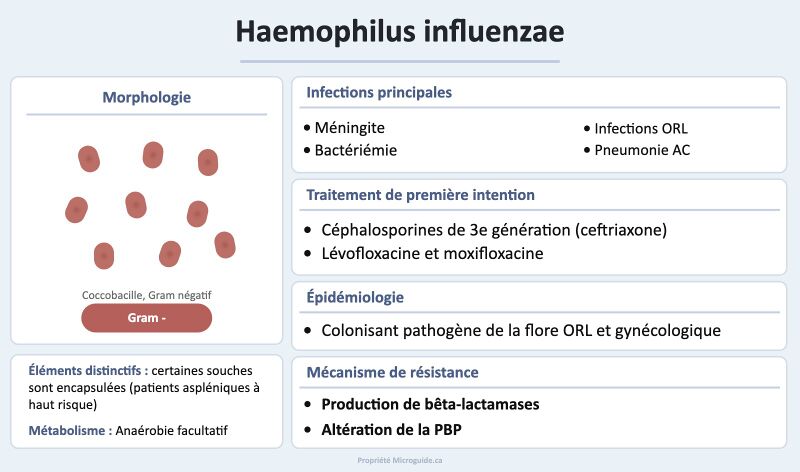 Fichier:Fiche - Haemophilus influenzae.jpg