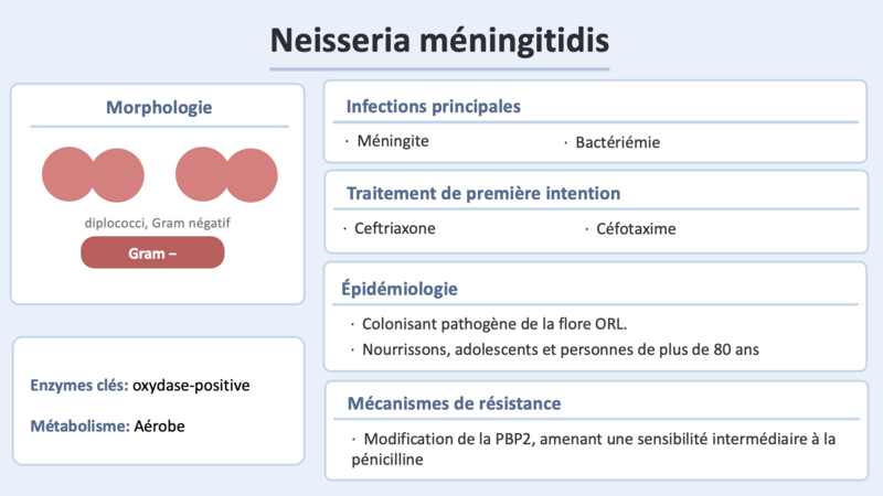 Fichier:N meningitidis.png