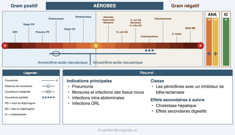 Fichier:Spectre - Amoxicilline-clavulanate.jpg