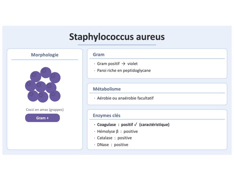 Fichier:Staph aureus morphologie.jpg