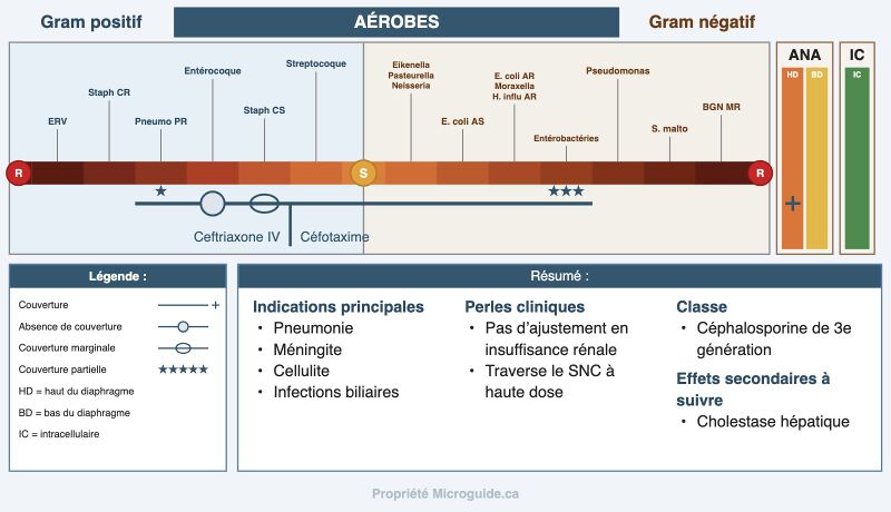 Fichier:Spectre - Ceftriaxone.jpg