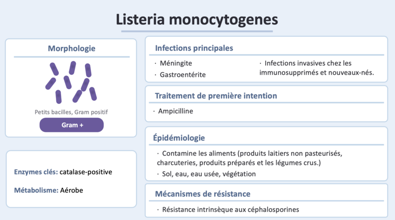 Fichier:Listeria.png
