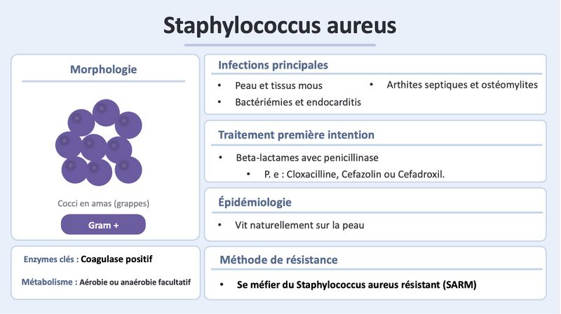 Fichier:Staph aureus officiel.jpg